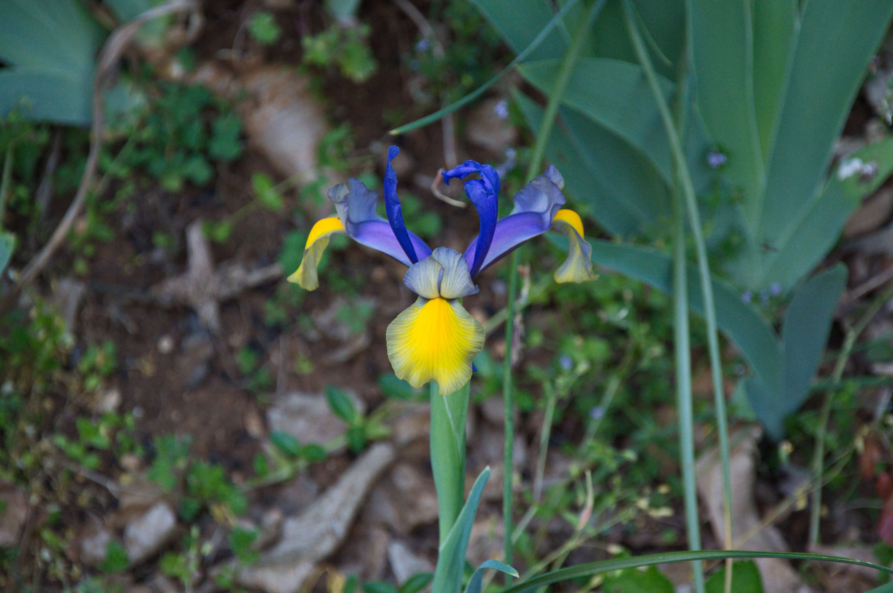 Image of Iris hollandica H. R. Wehrh.