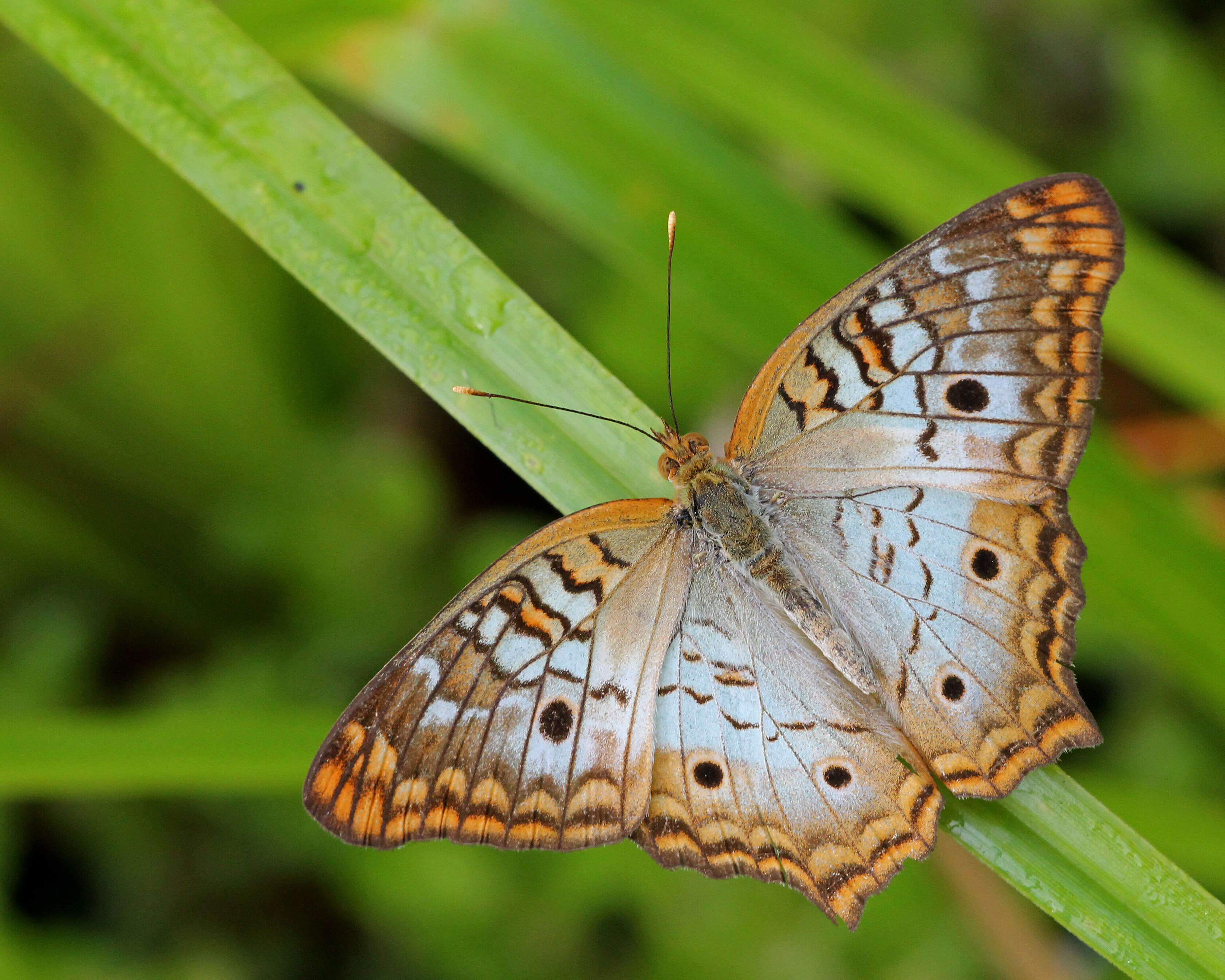 Image of Peacocks