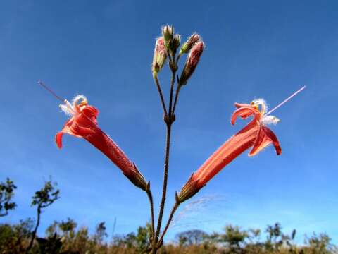 Image of Hypenia macrantha (A. St.-Hil. ex Benth.) Harley