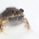 Image of Tungara Frog