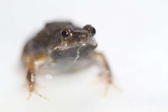 Image of Dwarf Frogs