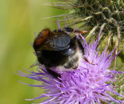 Image of Bumblebees