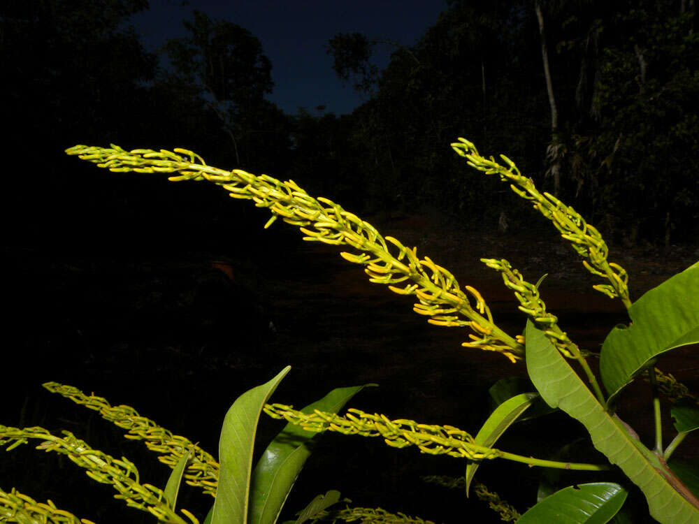 Image of Vochysia allenii Standl. & L. O. Williams