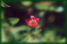 Image of Pacific anemone