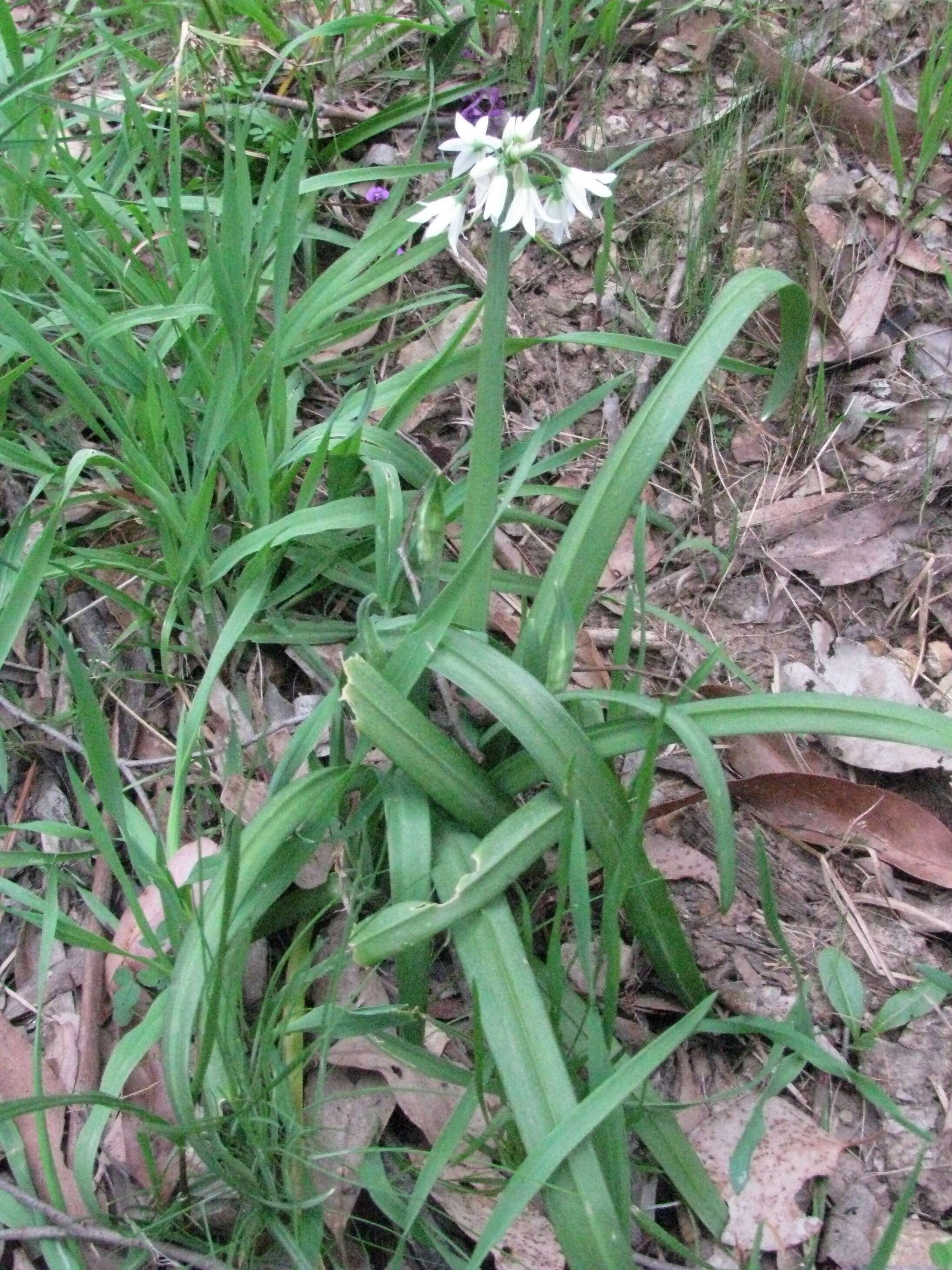 Image of Threecorner leek