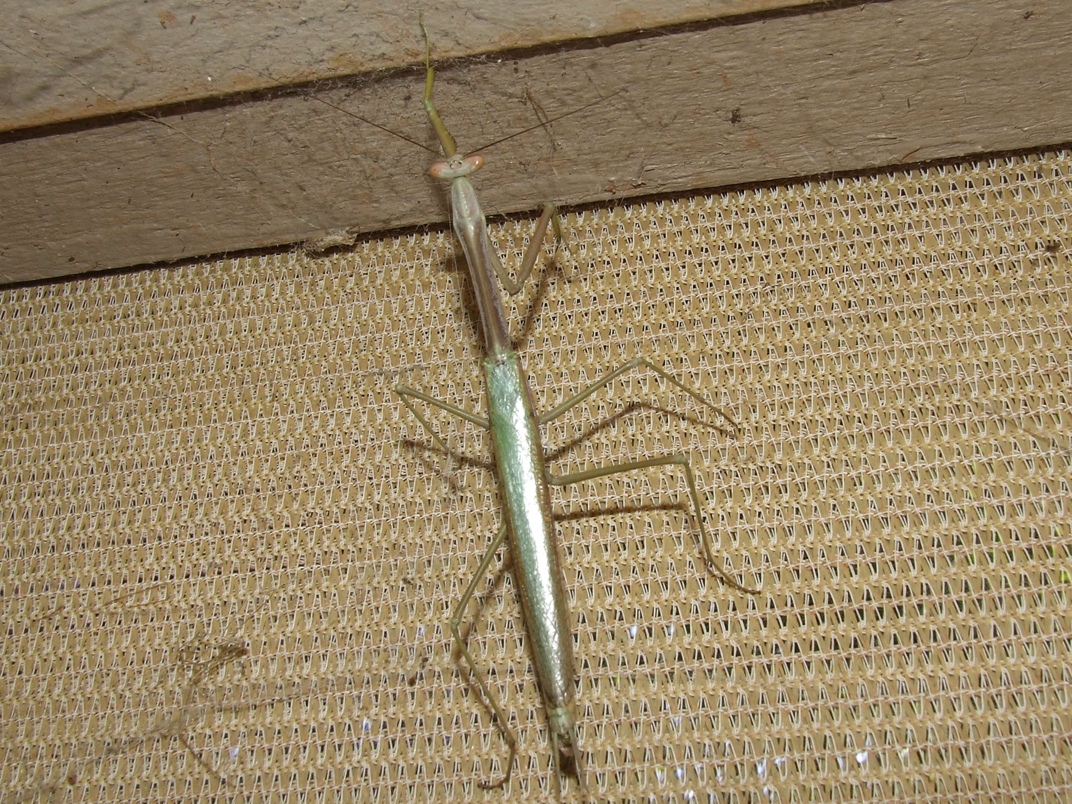 Image of Archimantis