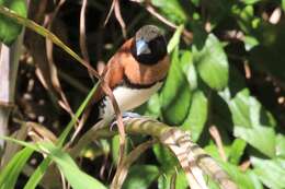 Image of Chestnut-breasted Mannikin