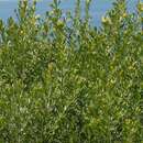 Image of Mediterranean broom