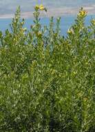 Image of Mediterranean broom