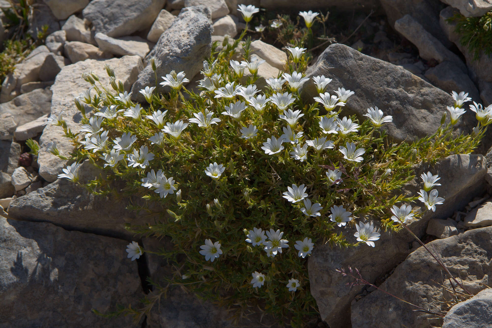 Image of Cerastium thomasii Ten.