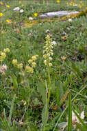 Sivun Pseudorchis albida subsp. tricuspis (Beck) E. Klein kuva