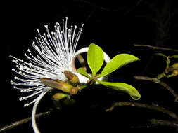 Image of pachira