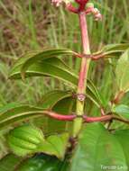 Image of Miconia ciliata (L. Rich.) DC.