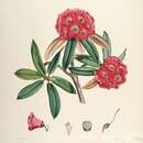 Image of Pontic Rhododendron