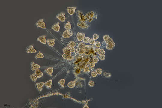 Image of Vorticella convallaria