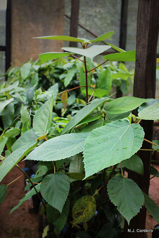 Image of Ficus mucuso Welw. ex Ficalho