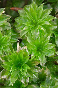 Image of Ontario rhodobryum moss