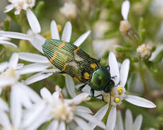 Sivun Castiarina flavopicta (Boisduval 1835) kuva