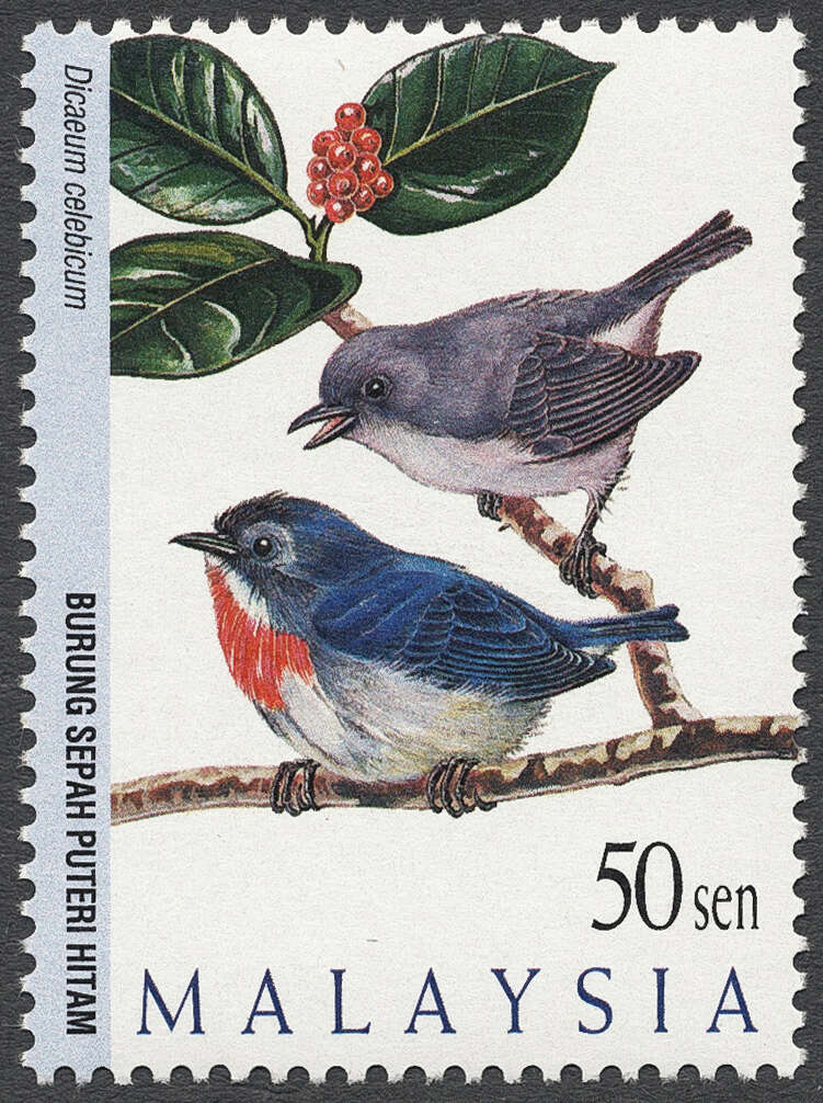 Image of Grey-sided Flowerpecker