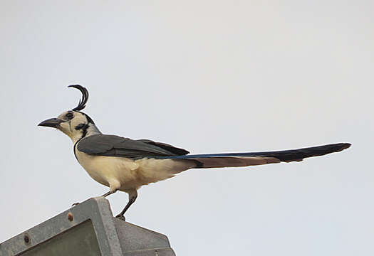 Image of Magpie-jay