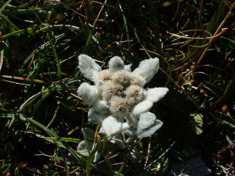 Image of edelweiss