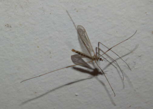 Image of limoniid crane flies