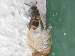 Image of Insecta