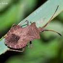 Image of Dock Bug