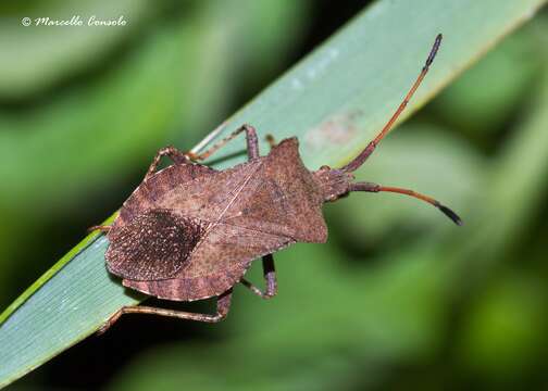 Image of Coreus