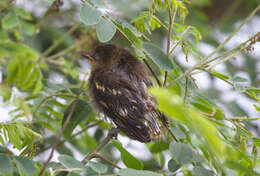 Image of New World orioles