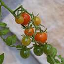 Image of garden tomato