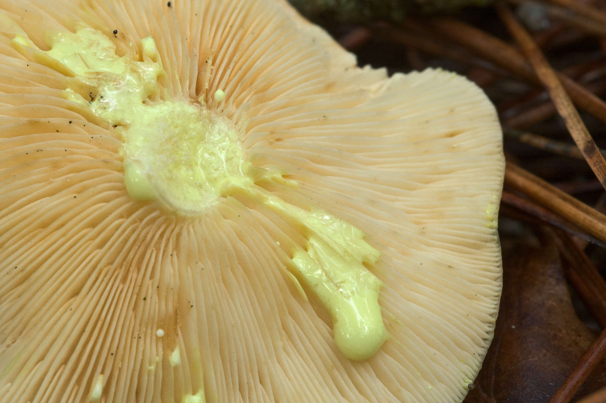 Image of Milk Cap Mushrooms