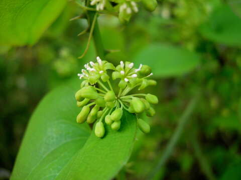 Smilax bona-nox L. resmi