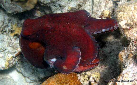 Image of Octopus