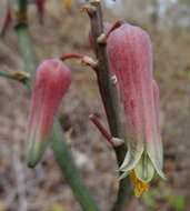 Image of Aloe mossurilensis Ellert