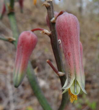 Aloe mossurilensis Ellert resmi