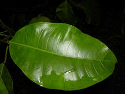 Image of Ficus tonduzii Standl.