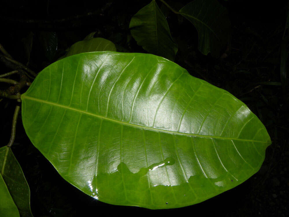 Image of Ficus tonduzii Standl.