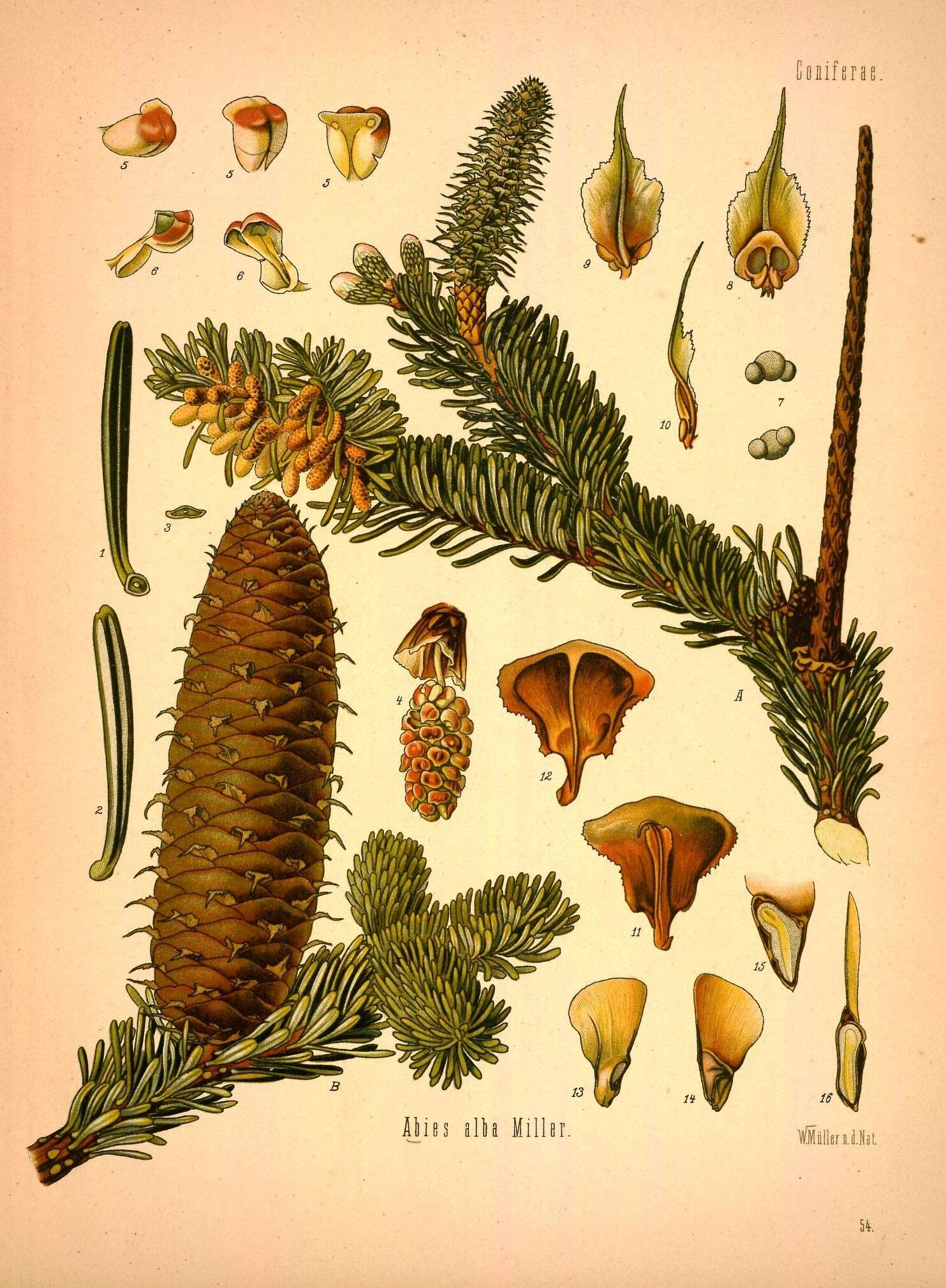 Image of Fir