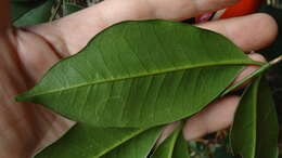 Image of Zanthoxylum petiolare A. St.-Hil. & Tul.