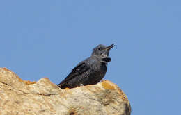 Image of Rock thrush