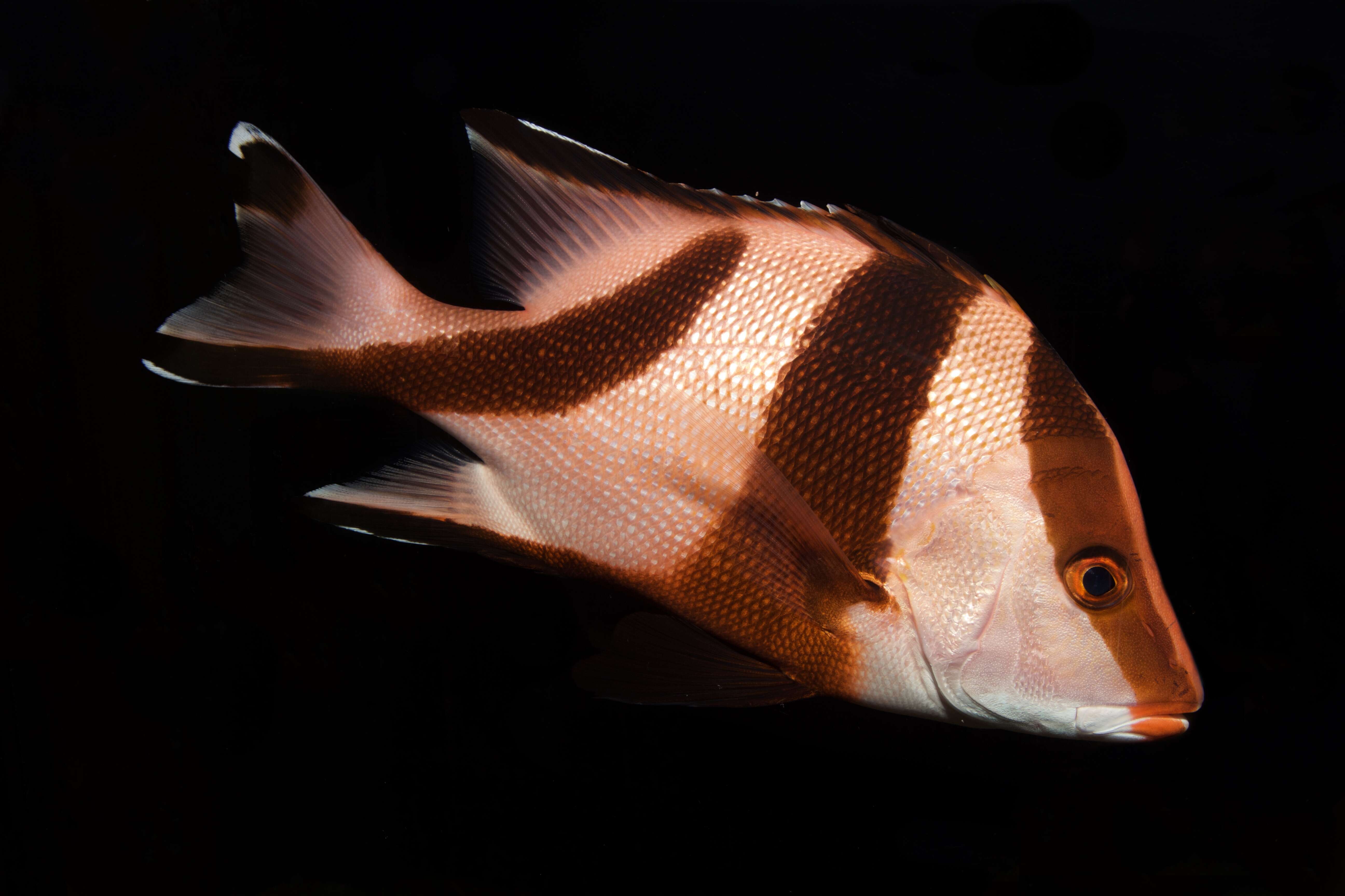 Image of Emperor red snapper