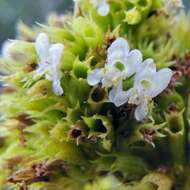 Image of Hypenia densiflora (Pohl ex Benth.) Harley