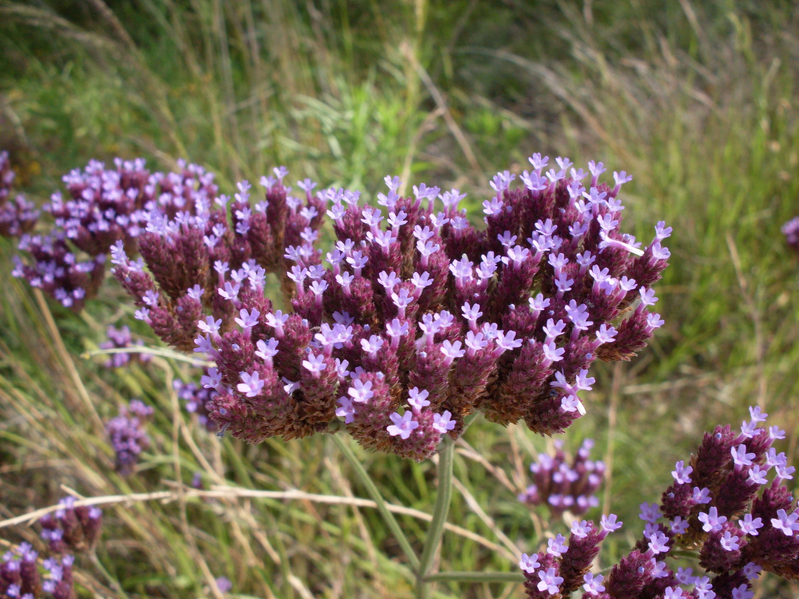 Image of purpletop vervain