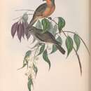 Pachycephala rufogularis Gould 1841 resmi