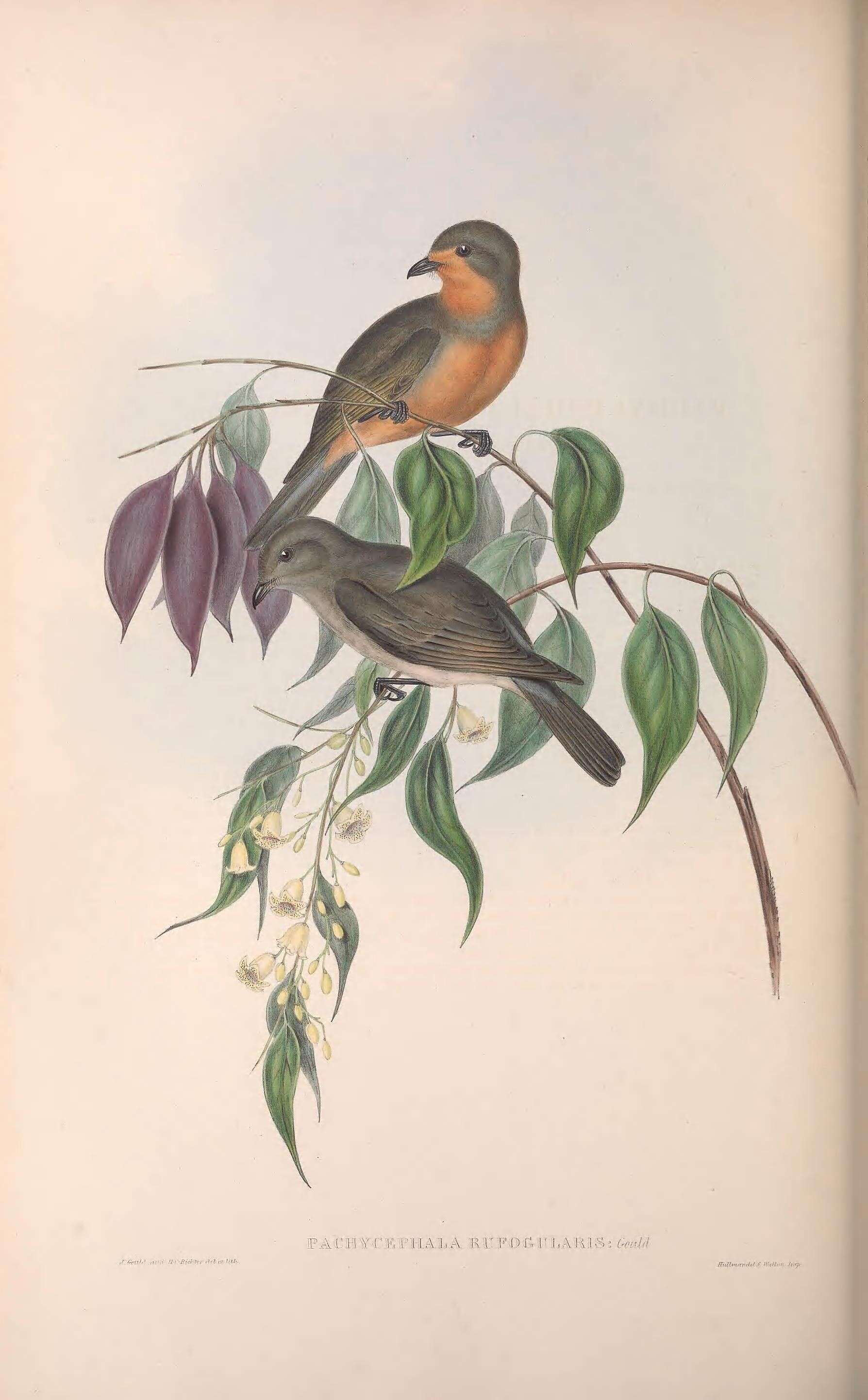 Imagem de Pachycephala rufogularis Gould 1841