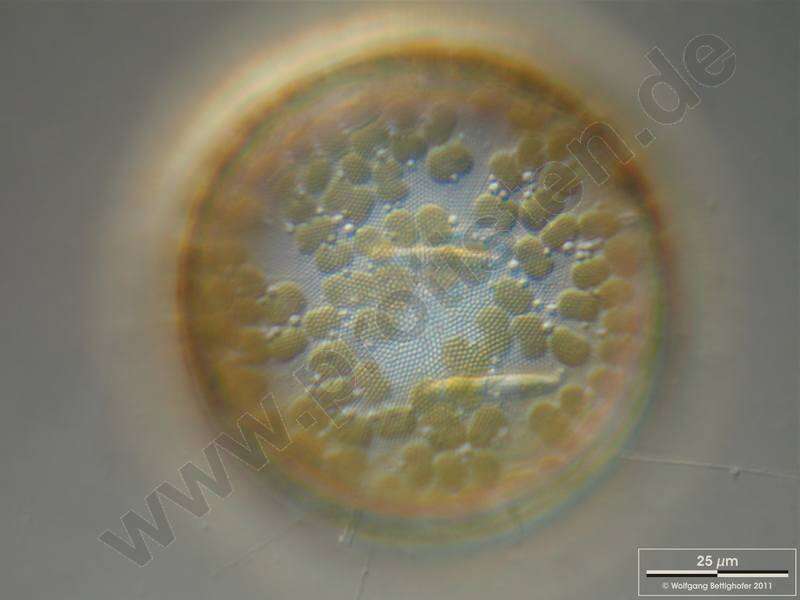 Image of Diatom