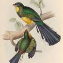 Image of Blue-tailed Trogon