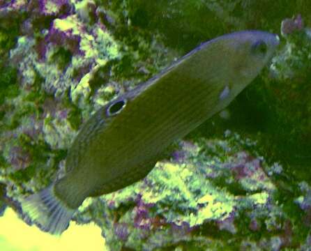 Image of Dusky wrasse