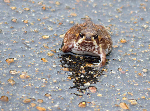 Image of Common Rain Frog